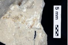 Foto (Detailansicht) von Diogenidae indet. (NHMW-GEO-1990-0041-0519)